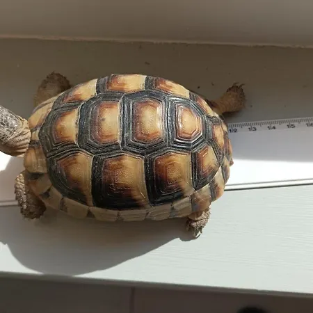 Casa Mariuccia Valledoria (Sardinia)